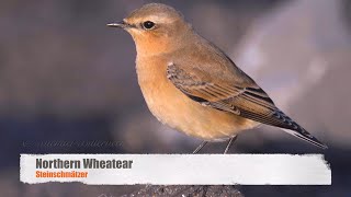 Northern Wheatear or Wheatear Oenanthe oenanthe ♀  Steinschmätzer 1 [upl. by Seadon]