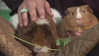 How To Recognize Guinea Pig Breeds [upl. by Tibbs598]