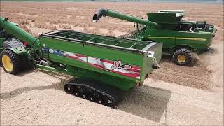 JUNIOR HARVEY FARMS HARVESTING WHEAT JUNE 29TH 2023 JOHN DEERE S780 J AND M X1432 [upl. by Nywg]