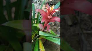 Guzmania lingulata flowers coorg nature garden shorts shortsvideo pallavithimmaiah [upl. by Disini323]