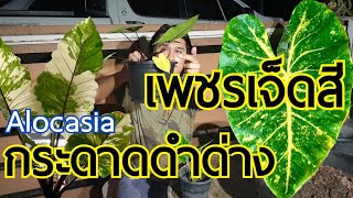 เปลี่ยนกระถางอโลคาเซีย เพชรเจ็ดสี บอนกระดาดดำด่าง Alocasia  หลงไม้ใบ EP74 [upl. by Judy358]