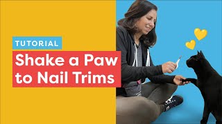 Shake Paws Training Help your cat be more cooperative with paw handling for nail trims [upl. by Weywadt]