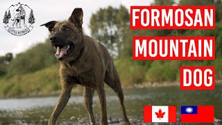 Formosan Mountain Dog [upl. by Auqenet]