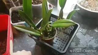 Repotting my Bulbophyllum Elizabeth Ann Buckleberry my ugliest repot ever 🙈😅 [upl. by Ahsinrats800]