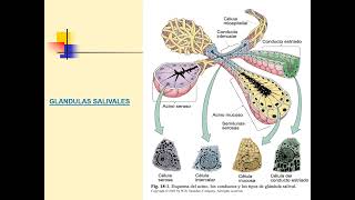 Patología de Glándulas Salivales 2023 [upl. by Broeder]