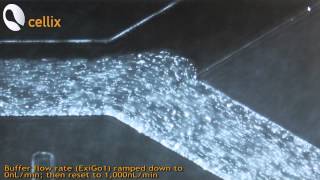 Multilaminar Flow with ExiGo Microfluidic Pumps [upl. by Analaf]