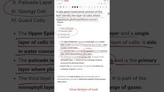 In the given transverse section of the leaf identify the layer of cells where maximum photosynthesis [upl. by Stickney]