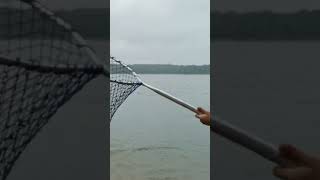 Pescaria Represa Billings saiu a bruta pesca pescaria short shorts viralvideo [upl. by Eelitan]