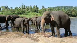 Herd of elephants at the river in Sri Lanka [upl. by Bajaj]