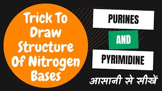 Trick To Draw Structure Of Nitrogen Bases‌  Purine And Pyrimidine [upl. by Elwee]