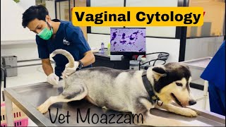 Vaginal Cytology of Bitch Bitch Estrus cycle [upl. by Zennie]