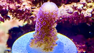 FULL Review Top Shelf Aquatics TSA  New Coral Frags [upl. by Ennylhsa]