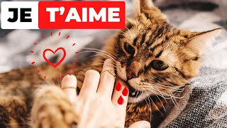 10 Signes que votre Chat vous considère comme sa Maman Signe 8 SURPRENANT [upl. by Ardnnek]