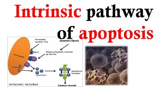 Intrinsic apoptosis pathway [upl. by Naillij]