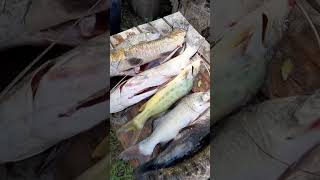 LINDA PESCA EN EL RIO PARANA pesca fishing pescaesportiva shorts shortvideos [upl. by Piers]