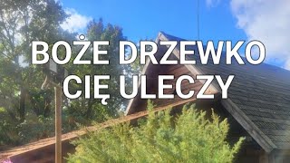 Bylica boże drzewko Artemisia abrotanum zapomniane staropolskie zioło lecznicze [upl. by Newob]