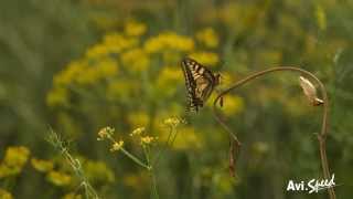 Papillon machaon slow motion [upl. by Amethyst615]