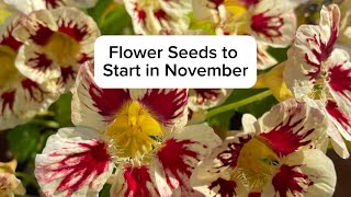 Flower Seeds to Start in November [upl. by Cherie46]