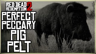 HOW TO GET A PERFECT PECCARY PELT  RED DEAD REDEMPTION 2 PRISTINE 3 STAR PECCARY PIG HUNT [upl. by Dnanidref]