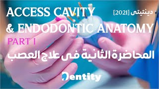 المحاضرة الثانية في علاج العصب  Access Cavity and Endodontic Anatomy [upl. by Llechtim]