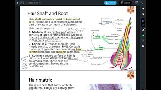 Histology  lecture 9 skin II hairampnails part1 [upl. by Riobard91]