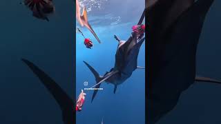 Sailfish Smashes Dredge along an Offshore Rip [upl. by Neryt]