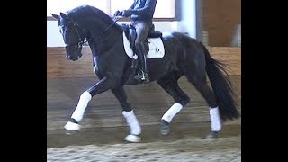 2014 black Hanoverian stallion by FÜRST ROMANCIER just started  wwwsporthorsesonlinecom [upl. by Eizle]