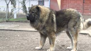 Titan the largest Caucasian Shepherd and its puppies [upl. by Irtemed]