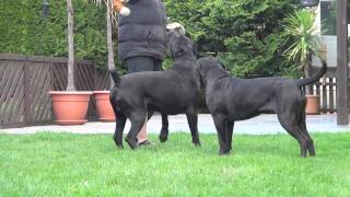 Cane Corso Wurfplanung 2015 Dana amp Paolo [upl. by Terchie]