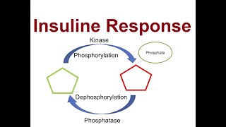 Control of Signaling by Phosphorylation and Dephosphorylation Regulation by Insulin Response  2024 [upl. by Ketchum]