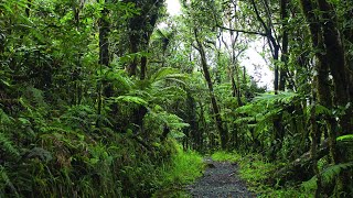 Relaxing Sounds of El Yunque National Forest Puerto Rico  New Version High Quality 10 Hour Audio [upl. by Sigrid]