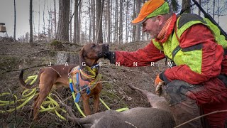 Nachsuche 5 – Der heranwachsende Schweißhund – die ersten 6 Minuten Hunt on Demand [upl. by Aisayn]