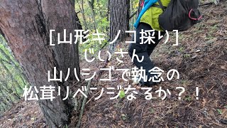 山形キノコ採りナラタケ等採りからの山ハシゴでじいさん執念の松茸採りへ！リベンジなるか？！ [upl. by Nivets]