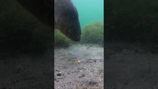 The perfect take fishing carp underwaterunder [upl. by Corrine862]