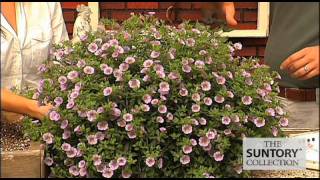 Commercial Grower Tips amp Benefits Million Bells Bouquet calibrachoas [upl. by Naie]