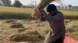 Harvesting rice hulls  manual labour in pakistan [upl. by Eltsirk566]