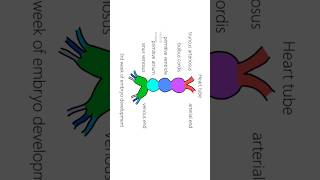 Interatrial septum development ASD [upl. by Alac]