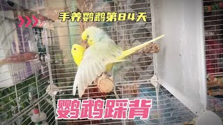 手养鹦鹉第84天 虎皮鹦鹉踩背全过程教学视频 小鸟叫的声音 [upl. by Aidaas]