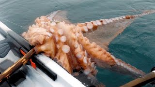 Amazing Giant Octopus Fishing Diving Skill  Fastest Giant Octopus Catching and Processing on Sea [upl. by Arytahs873]