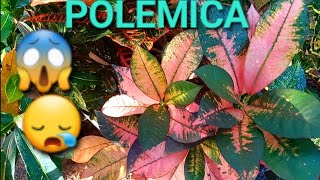 Como comprar plantas na Internet caladium  maranta [upl. by Lerim]