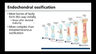 MSK1 Bone Formation Growth amp Remodeling [upl. by Corbet406]