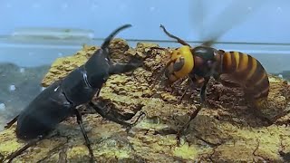 Asian Giant hornet VS Beetle [upl. by Adnilak]