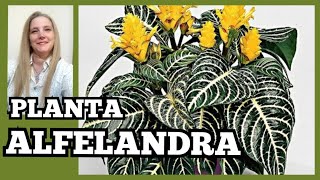 🍃Planta CEBRA o Alfelandra  PLANTA Aphelandra o Planta CebraVeronicaCampaniniPlantas [upl. by Guttery]