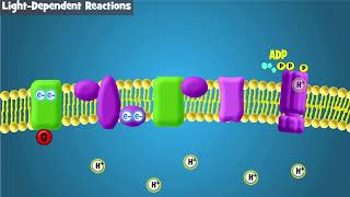 Photosynthesis Intro and LightDependent Reactions [upl. by Nahtaoj22]