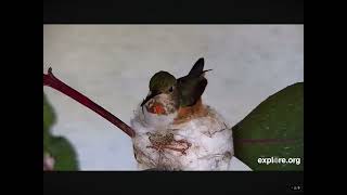 Allen’s Hummingbird Nestorations Compilation 01082024 exploreorg [upl. by Ortensia419]