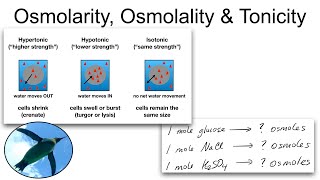 Chemistry Basics Osmolarity Osmolality and Tonicity [upl. by Ysac]