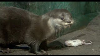 An Otter Eating his Lunch  Ripping a Mouse apart [upl. by Dogs449]