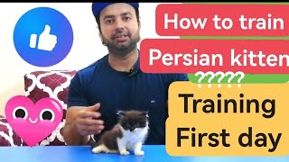 How to train your persian kitten  Litter training  Food training etc Urdu Hindi [upl. by Margarete]