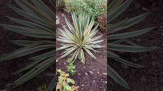 Have three variegated Yuccas in the garden Lovely evergreen structural plants they are [upl. by Combs]