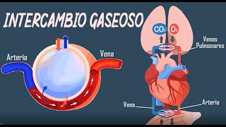 Fisiología Transporte de O2 y CO2 en sangre y líquidos tisulares  Parte 1 [upl. by Anayrb]